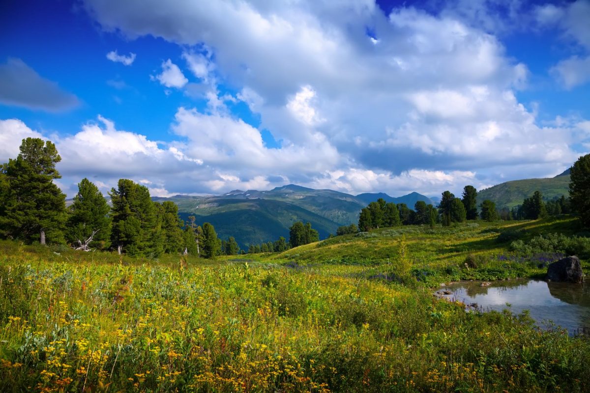 New to Brighton High School, the Sierra Club hopes to educate students about the environment and inspire them to take action to preserve it.