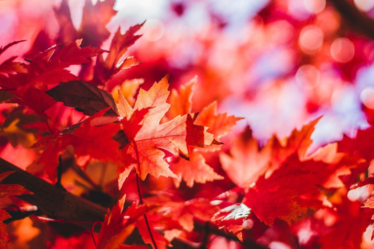 With fall entering full swing, three seniors reflect on their favorite seasonal trends and traditions.